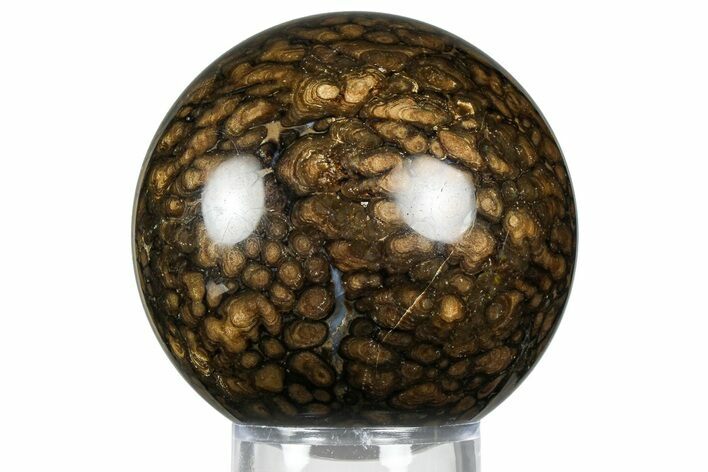 Polished Fossil Stromatolite (Chlorellopsis?) Sphere - Wyoming #369067